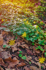 Small Yellow Flowers In The Forest