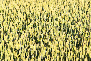 wheat fields at sunrise, Villarejo de Orbigo, Spain