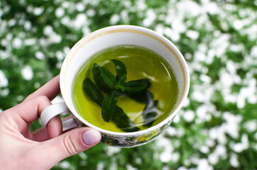 Herbal fresh mint tea in white cup in garden with blossom on the grass. Herbs healthy green tea