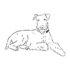 Airedale Terrier Dog. hand drawn. Vector illustration
