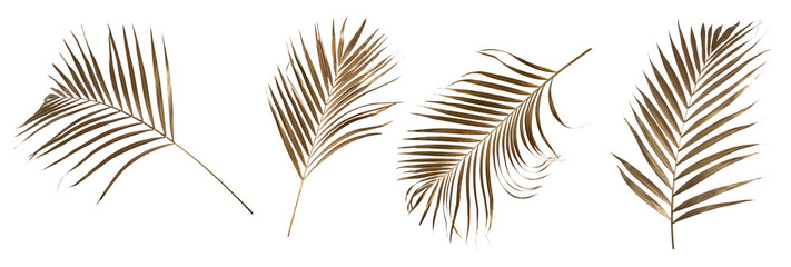 leaves of palm Gold color tree on white background.clipping path
