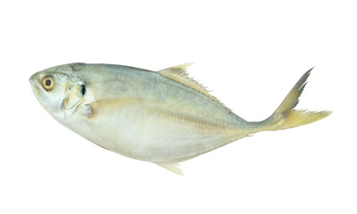 Yellowtail scad fish isolated on white background