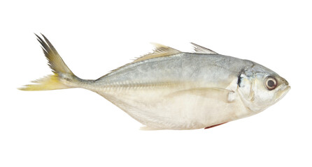 Yellowtail scad isolated on white, Atule mate