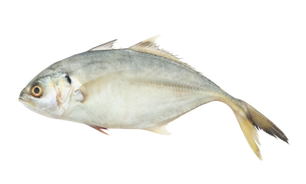 Fresh yellowtail scad fish isolated on white background