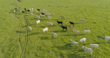 Aerial view of herd nelore cattel on green pasture in Brazil - obrazy, fototapety, plakaty