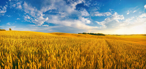 Beautiful summer rural natural landscape with ripe wheat fields, blue sky with clouds in warm day....