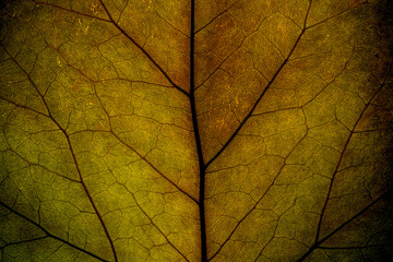 Naklejka na ściany i meble Dry leaf macro detail shot. Black background with backlit leaf details.