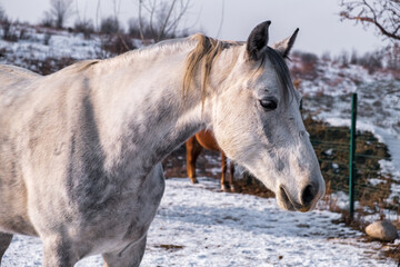 Obraz na płótnie Canvas horses in winter
