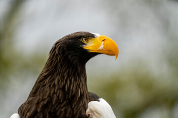 Close up of a Steller's sea eagle head. Yellow bill and eye, large nostrils. Snot drips from the nostril. Against the background of nature