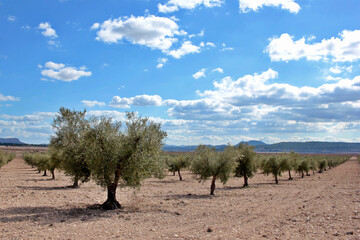 olive field. cultivation of young trees for organic farming for olive oil production