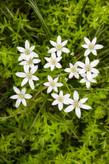 Ornithogalum flowers closeup (Star of Bethlehem)