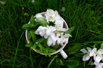Flower and herbs composition in cup on grass. Fresh green mint and apple blossom