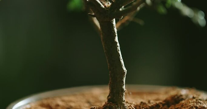 Close up of tiny bonsai tree in flowerpot. Beautiful plant rotating in small pot - zennism 4k footage