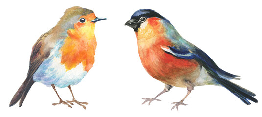 watercolor robin and bullfinch birds isolated on white background. hand drawn illustration - obrazy, fototapety, plakaty