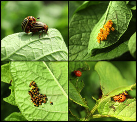 Collage with different photos of Colorado potato beetles on green leaves