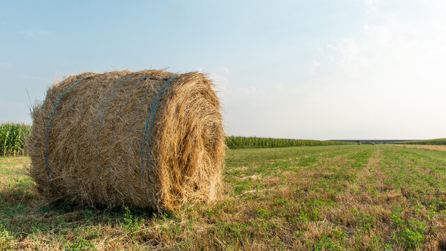 Haystack on agriculture field. Hay bale background. Harvesting time. Farm field landscape. 