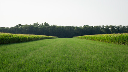 Agricultural field. Nature landscape. Agronomy concept. Green farm field. 