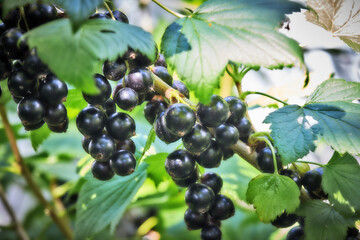 Sweet black berry currant growing on bush with leaves green