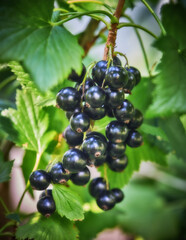 Sweet black berry currant growing on bush with leaves green