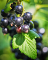 Sweet black berry currant growing on bush with leaves green