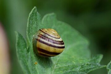 Housing snail - Cepaea hortensis on a tomato leaf
