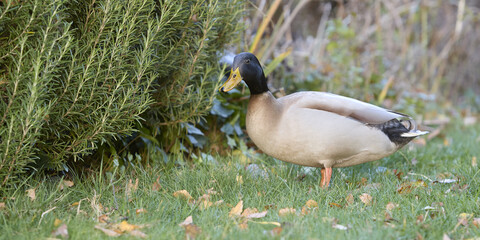 Free range Indian runner duck in garden