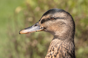 Close up portrait of a wild mallard duck