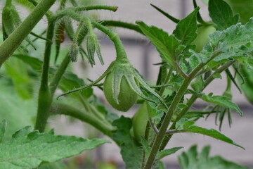 Unripe green tomato on the stem as a close up