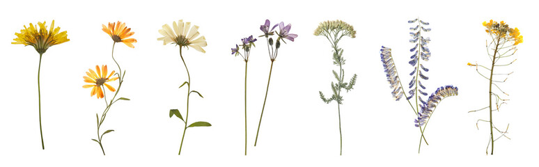 Set with beautiful dried meadow flowers on white background. Banner design