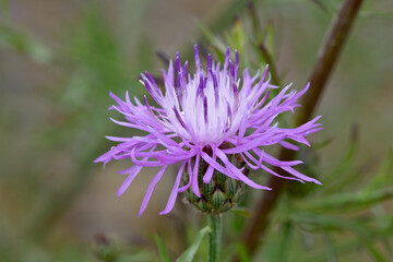 Brown knapweed // Wiesen-Flockenblume (Centaurea jacea)