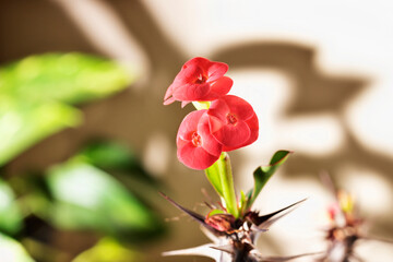 Red flowers of euphorbia