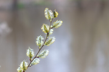 fluffy yellow willow buds close up in spring