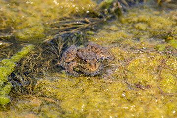 frog sitting in water on green grassfrog sitting in water on green grass