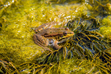 frog sitting in water on green grass