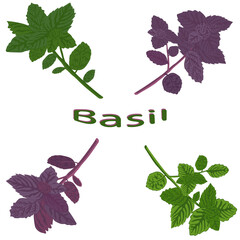 Green basil and dark opal basil close-up. Green  and purple basil isolated on white background. Vector illustration of green vegetables. - 445560486