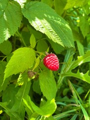 raspberry on a bush