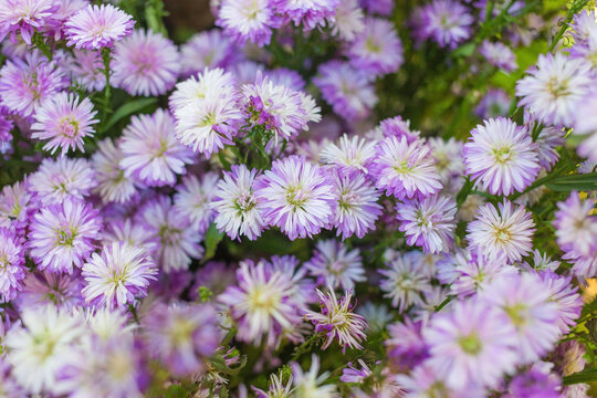 Symphyotrichum cordifolium, commonly known as the common blue aster. blue wood-aster and blue-purple wood asters It is a herbaceous plant with flowers similar to blue daisies.