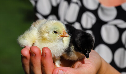 Little yellow and black chickens on the palm of a child. The child holds chickens in his hands. Agriculture concept.