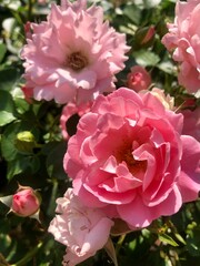 pink rose bush