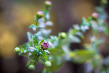 a tiny lilac bud on the background of a green branch macro photography