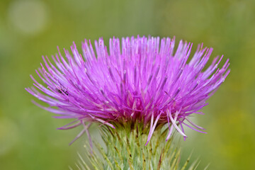 Obraz premium Spear thistle, bull thistle // Gewöhnliche Kratzdistel (Cirsium vulgare)