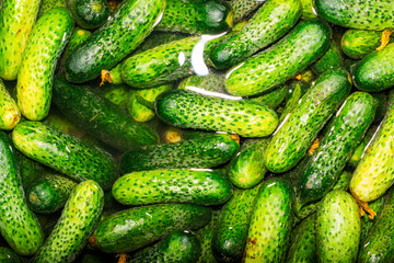 fresh green cucumbers filled with water for the background background