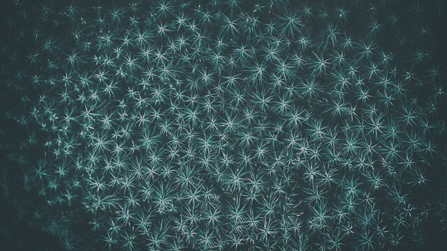 Abstract dark turquoise background of star-shaped forest moss. Beautiful texture vignette.