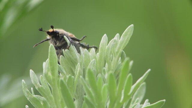 Macro of a Maybug sitting on a green plant corolla and shaking its paws and head. 
