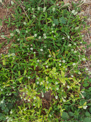 grass in spring with white small flowers background