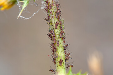 Blattläuse // greenfly, blackfly (Aphidoidea)