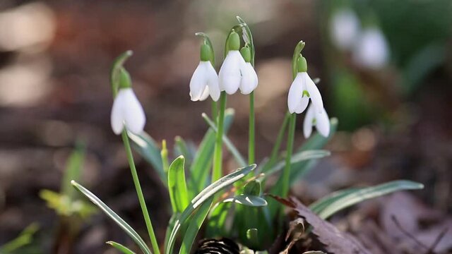 Flowers of snowdrop spring garden. Сommon snowdrop (Galanthus nivalis) flowers in natural green background