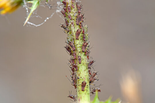 Blattl&auml;use // greenfly, blackfly (Aphidoidea)