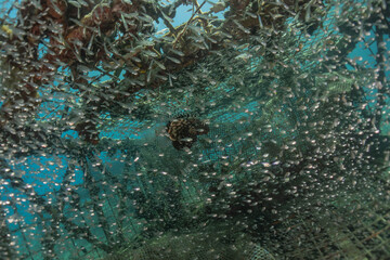 Fish swim in the Red Sea, colorful fish, Eilat Israel
