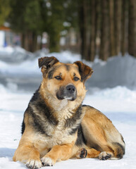 Stray dog lying down on the snow of the footpath at the city park